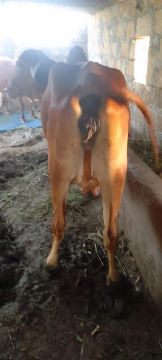 થંબનેલ 2