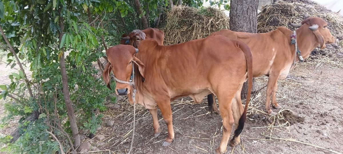 ગીર ગાય વેચવાની છે