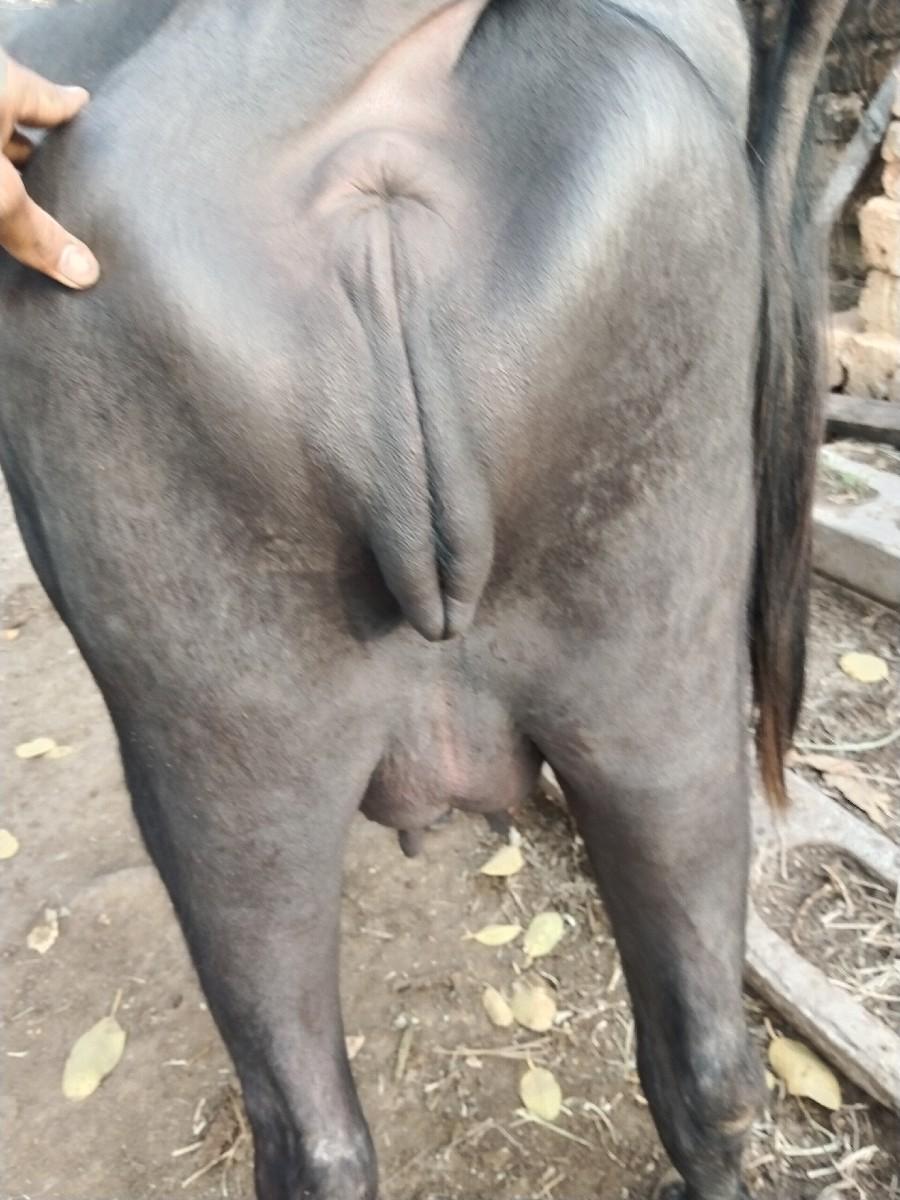 થંબનેલ 3