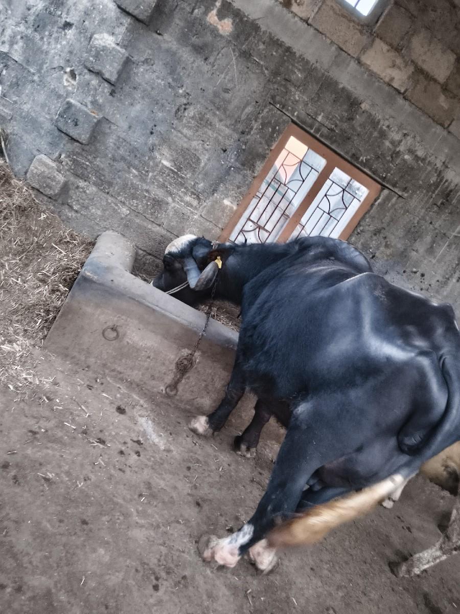 થંબનેલ 3