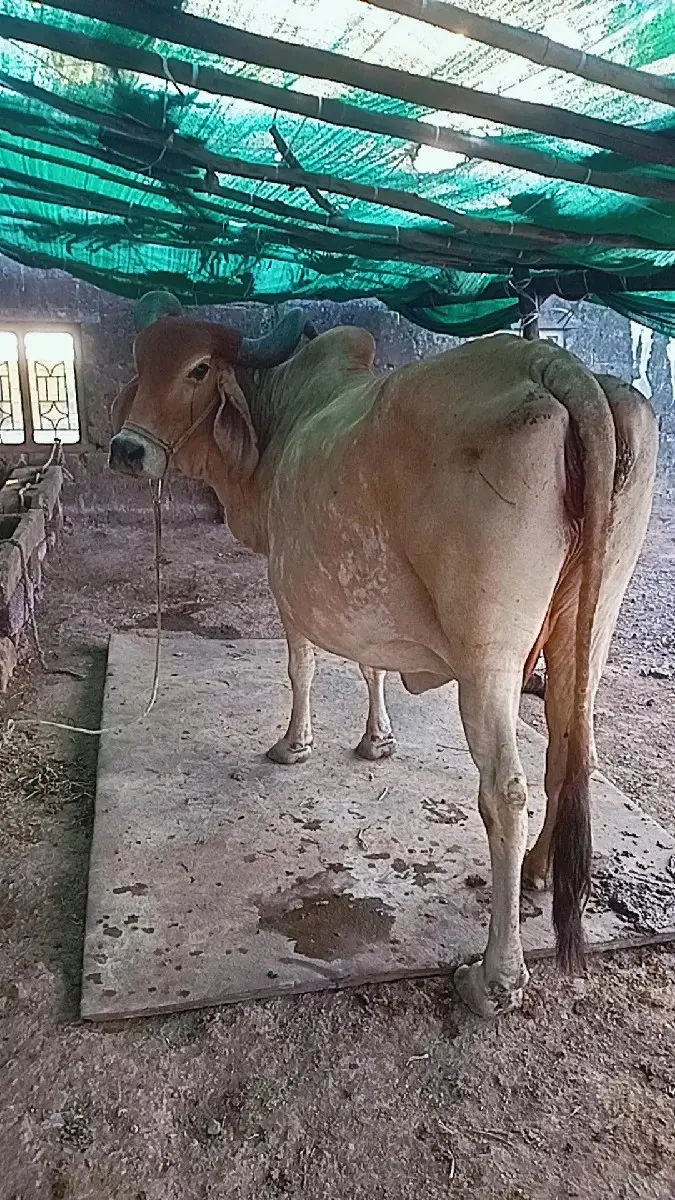 20 દીવસની કાસીછૈ