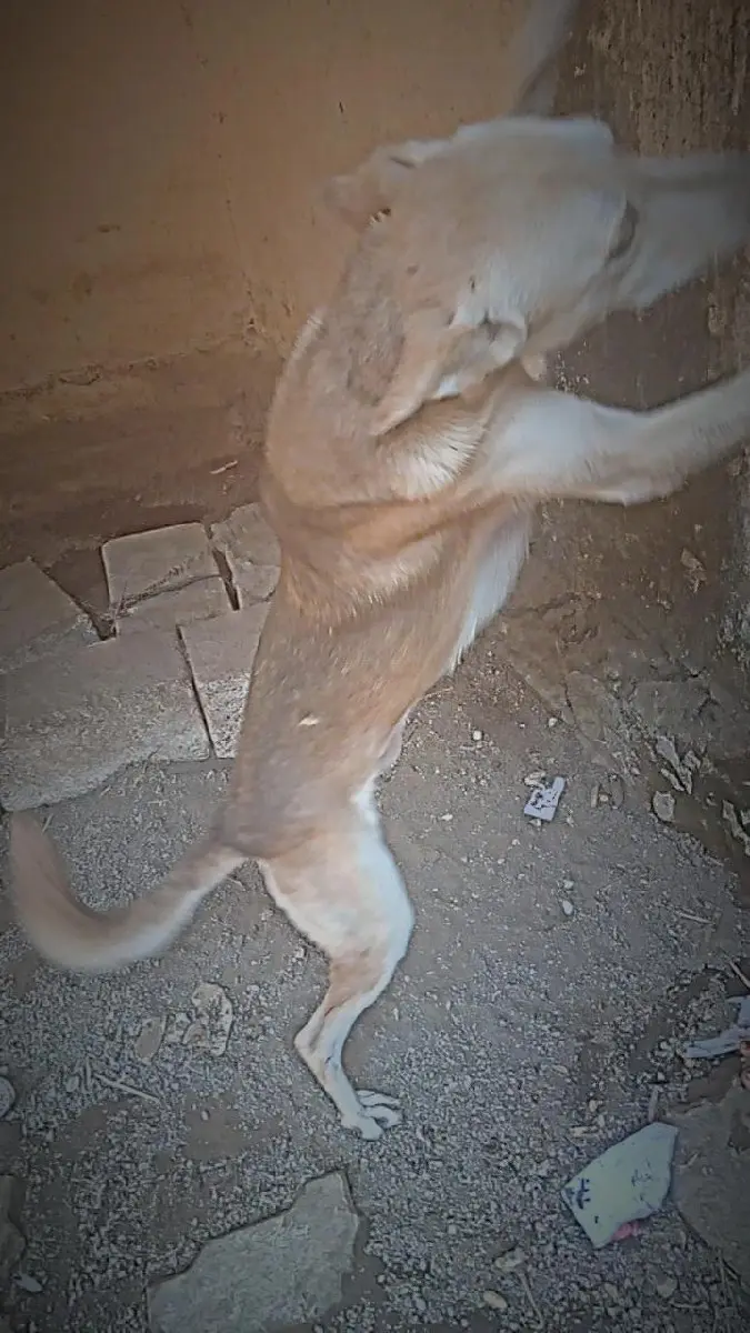 થંબનેલ 2