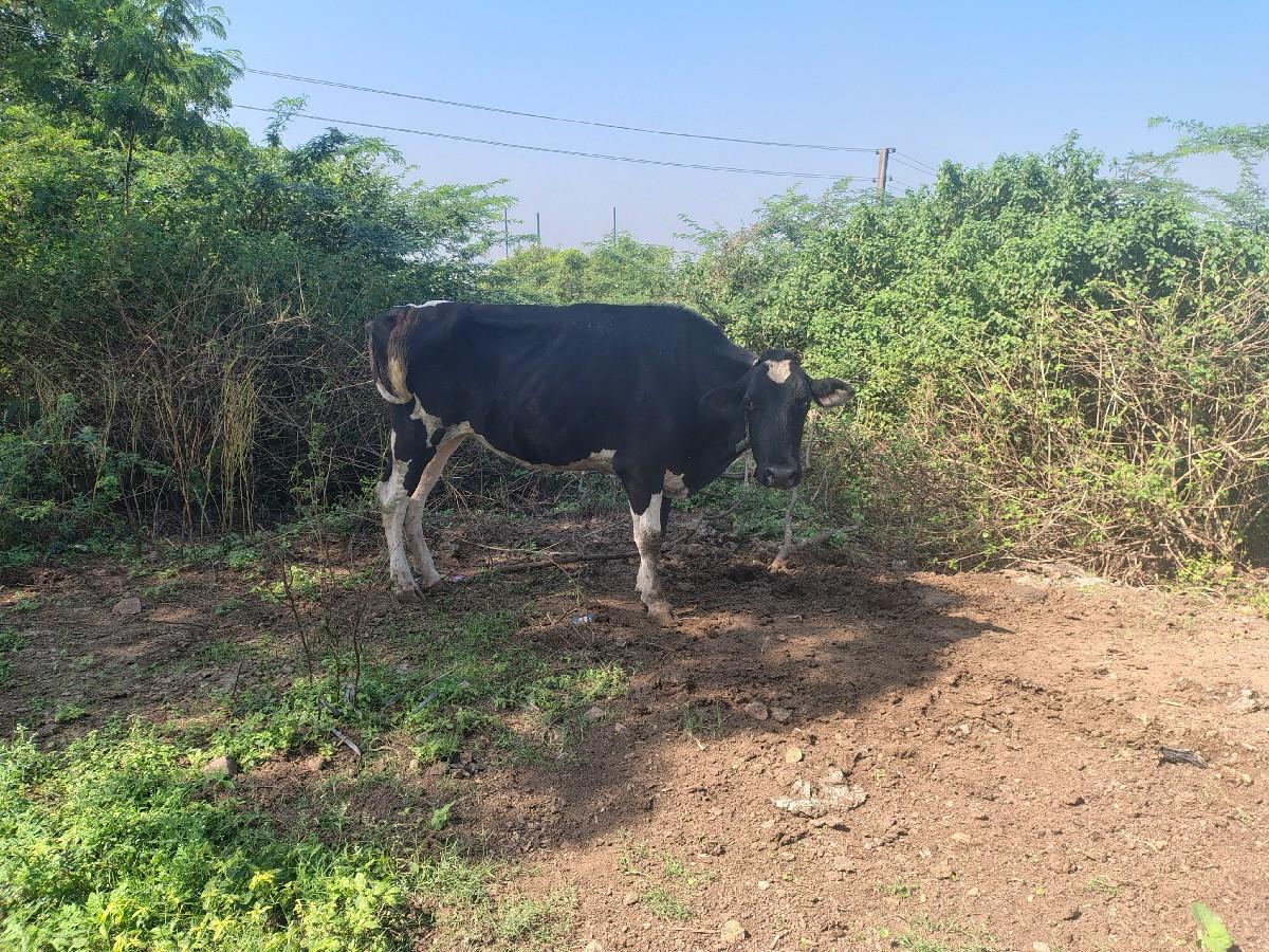 થંબનેલ 3