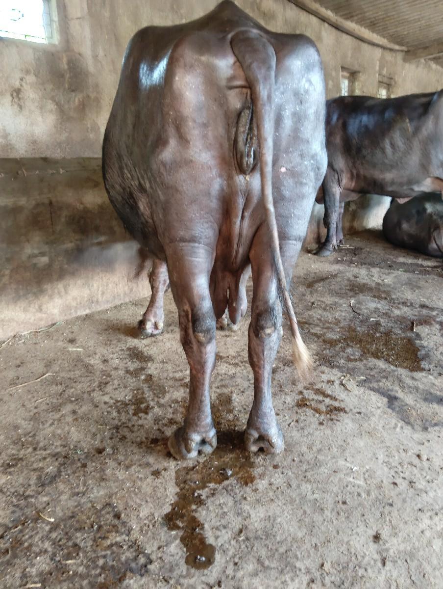 ભેસ વેચવાની છે..