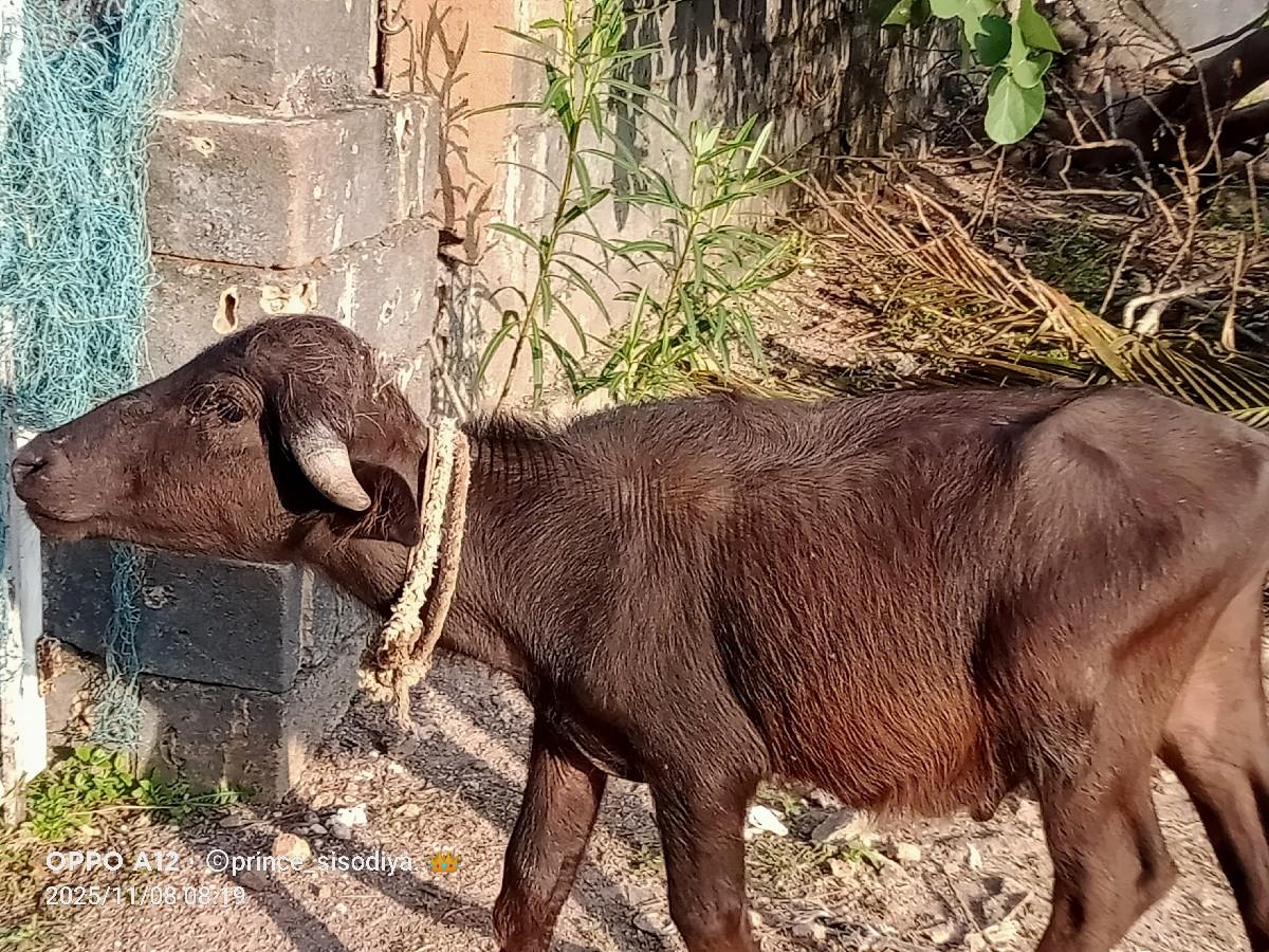 થંબનેલ 2