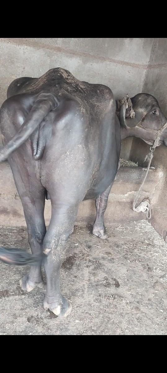 થંબનેલ 2