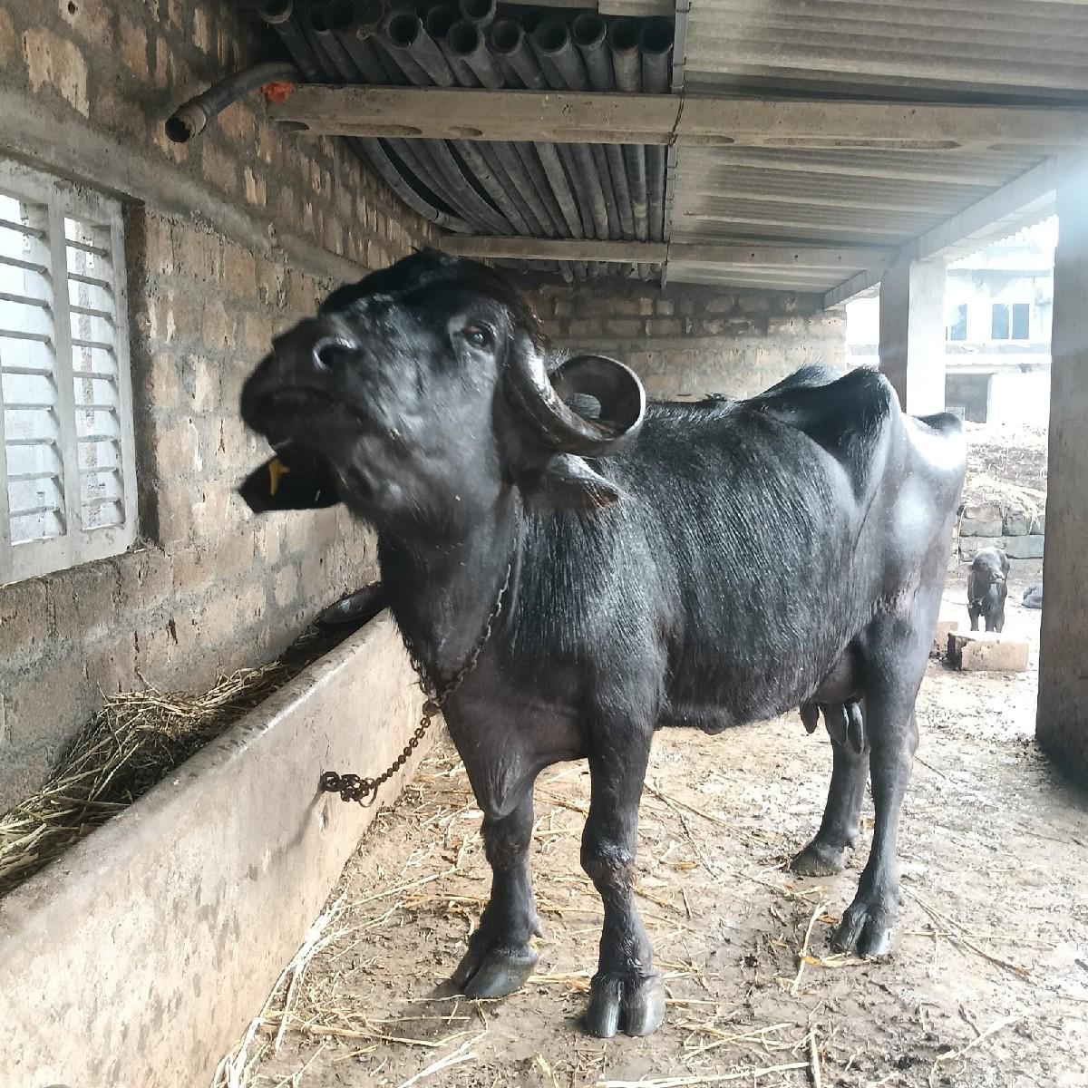 આ જાફરાબાદી ભેંસ વેચવાની છે.