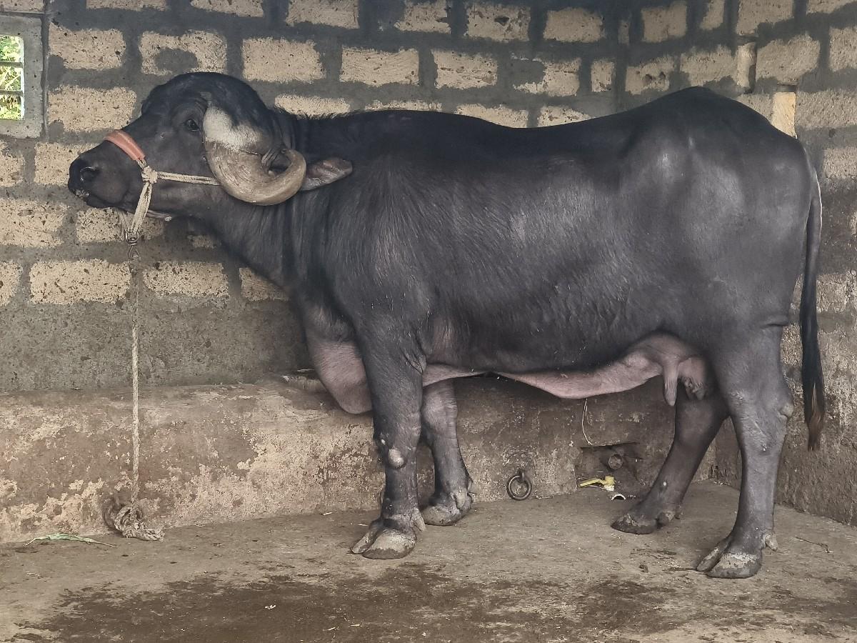 થંબનેલ 2