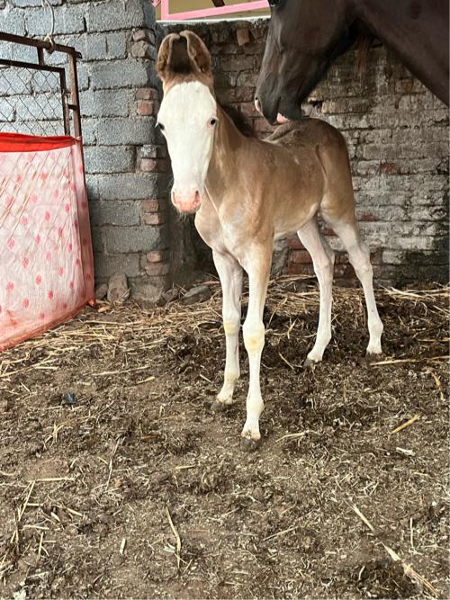 Ghodi ane vaseri 2devanase