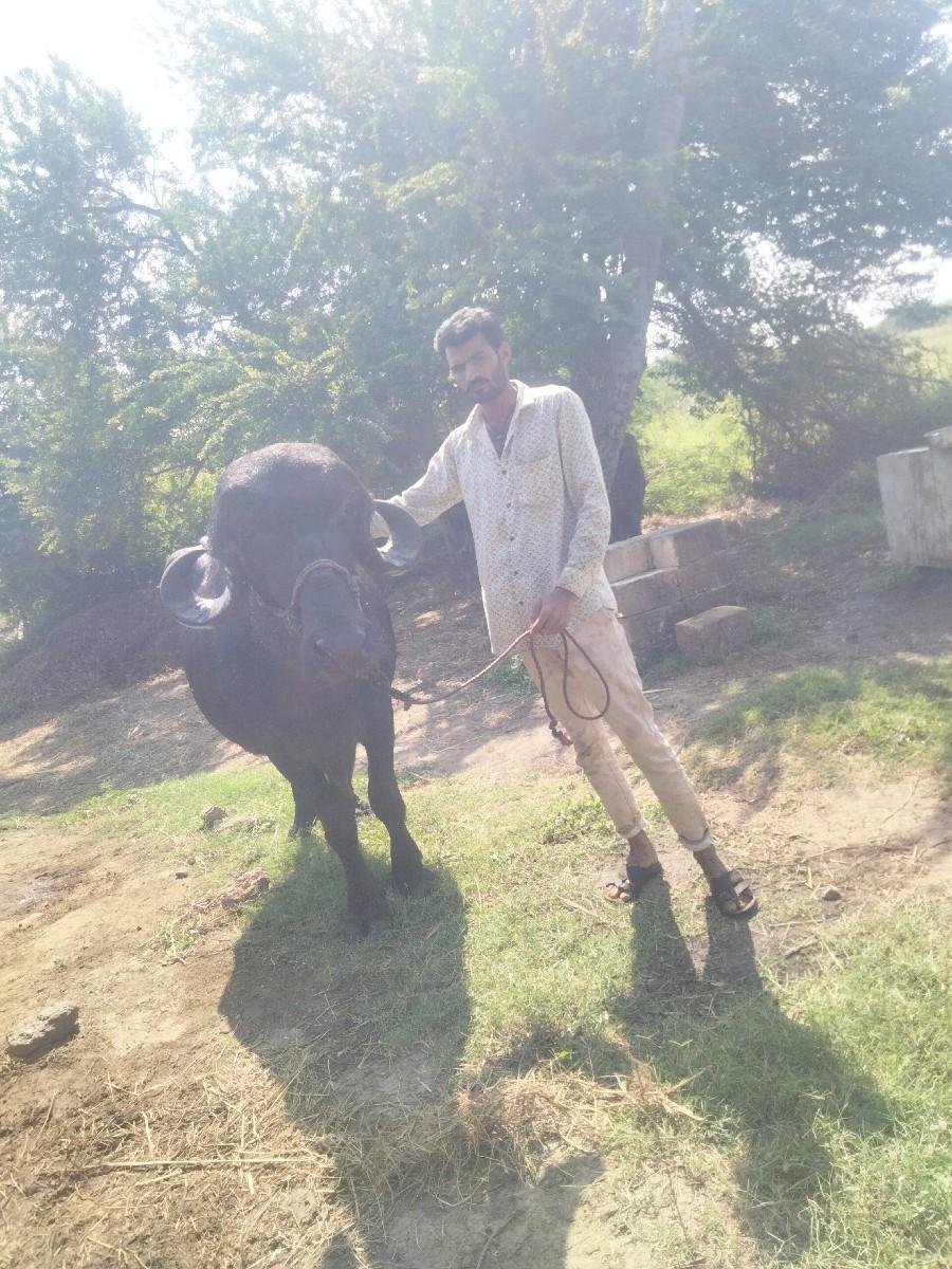 6 litar dhudha veta2