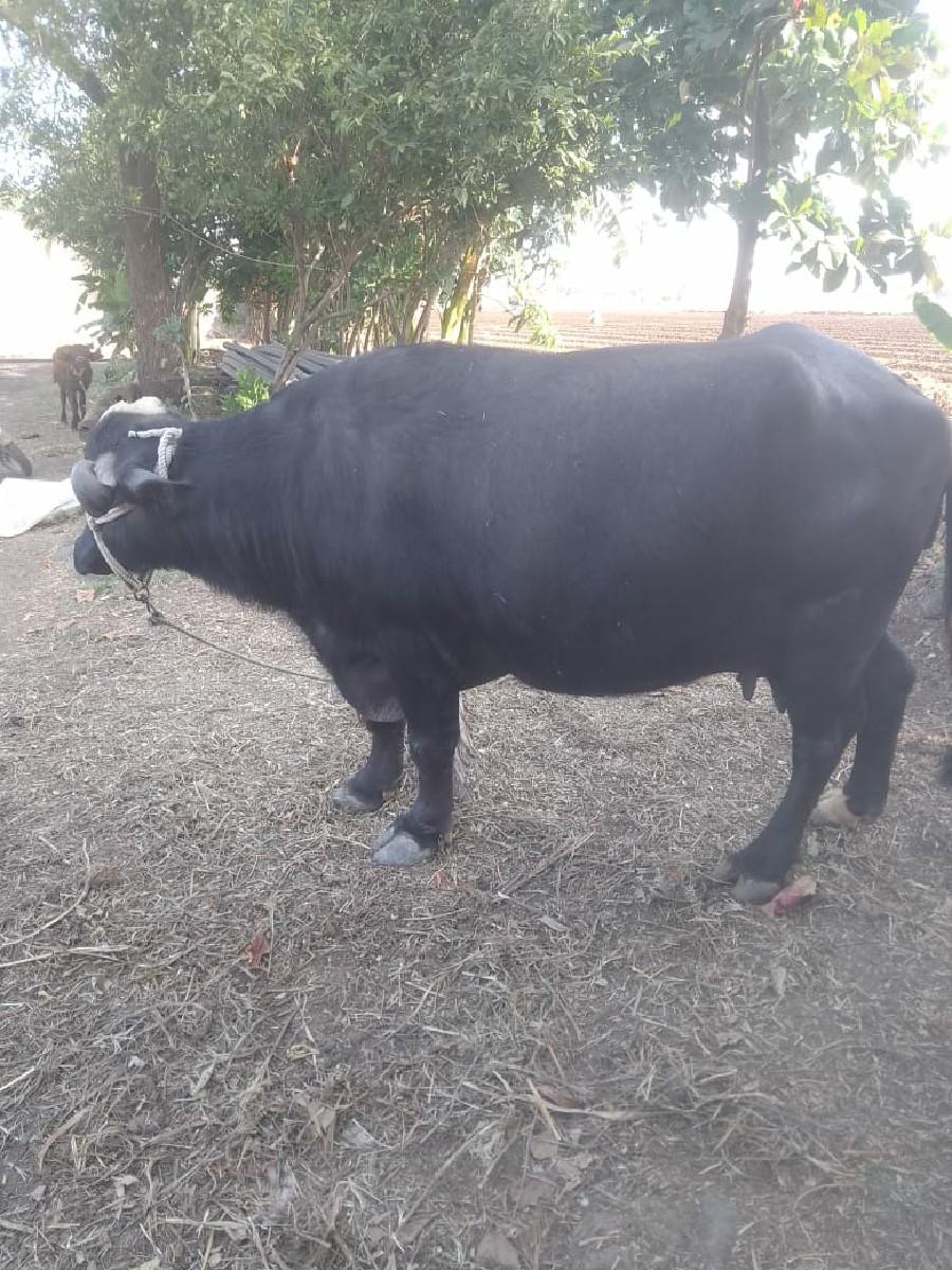 થંબનેલ 3