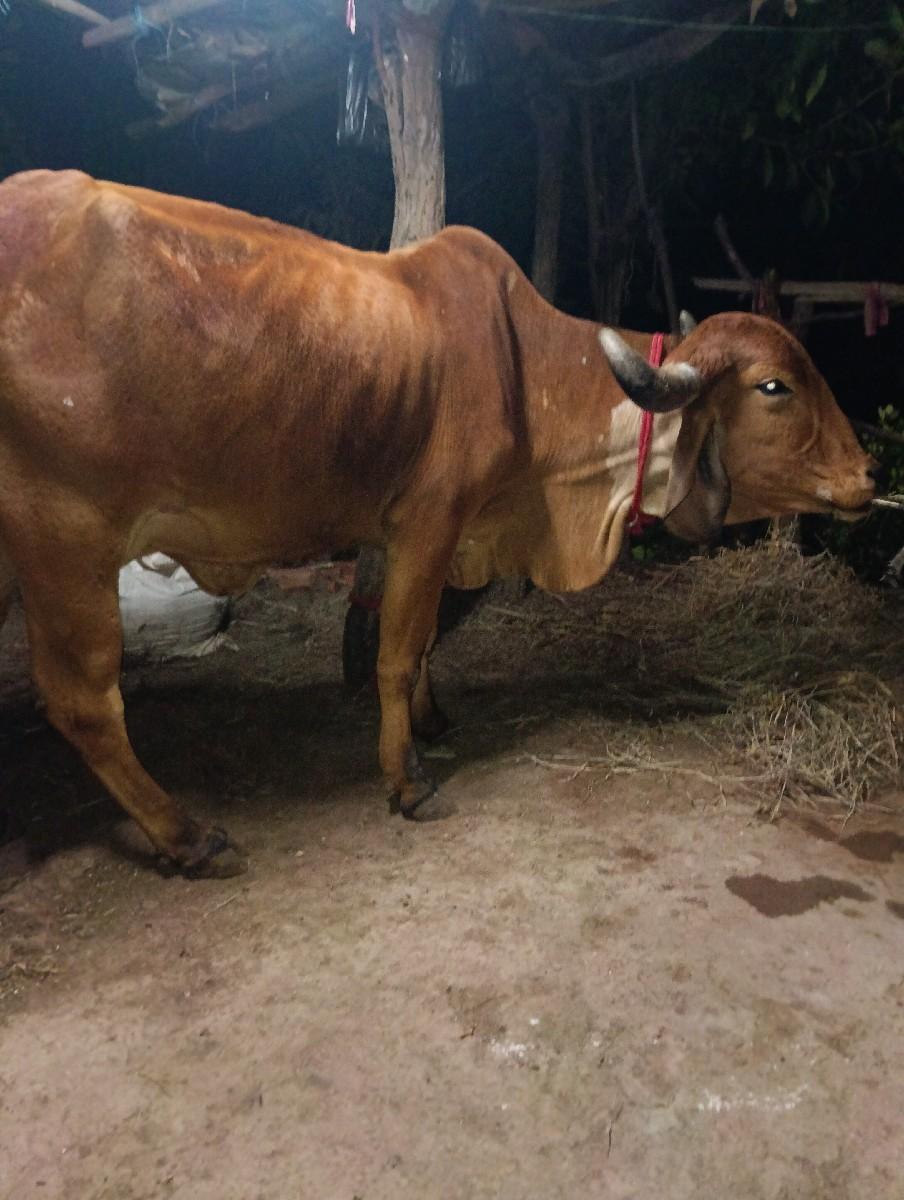 ગાય આપવાની છે