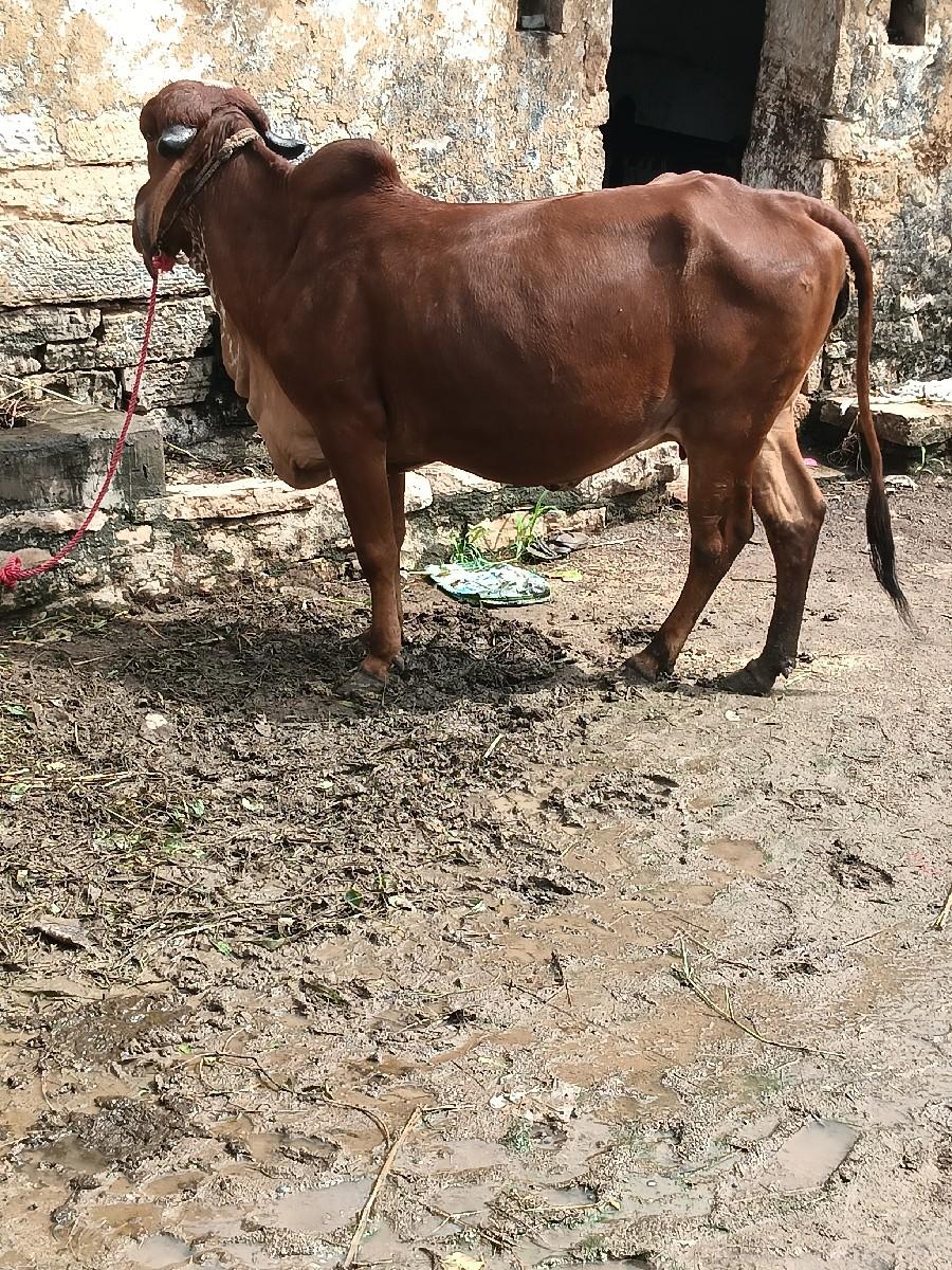 થંબનેલ 3