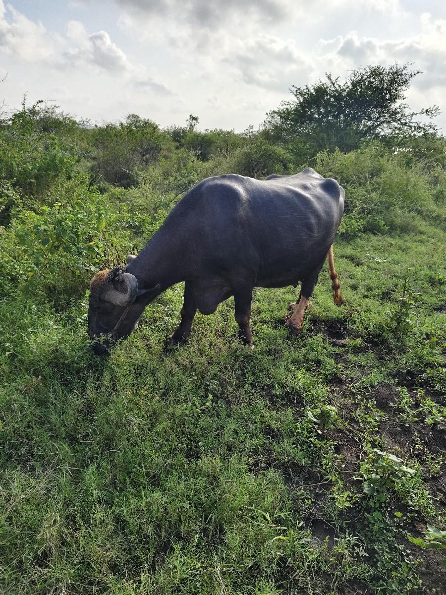 થંબનેલ 2