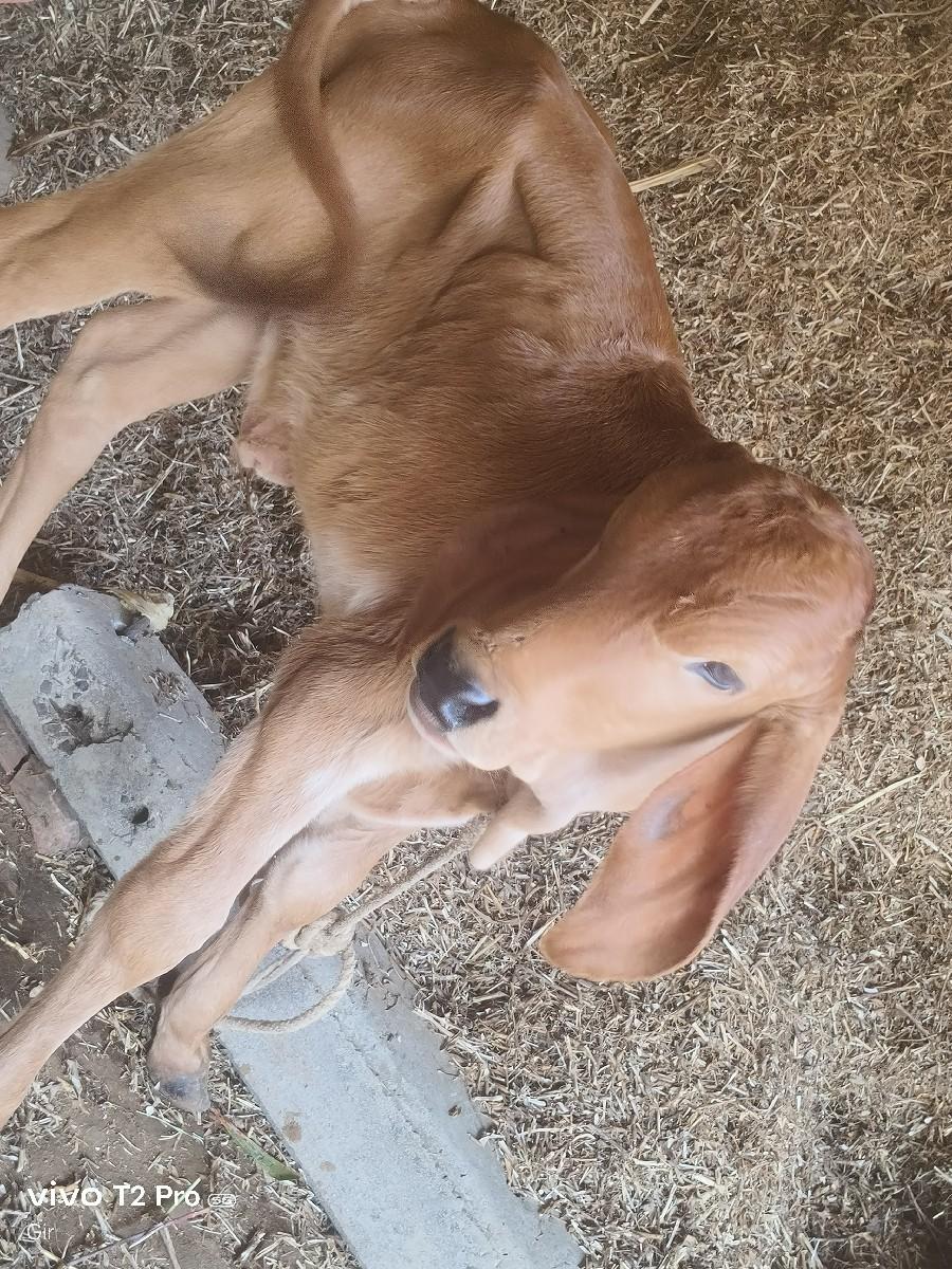 થંબનેલ 3