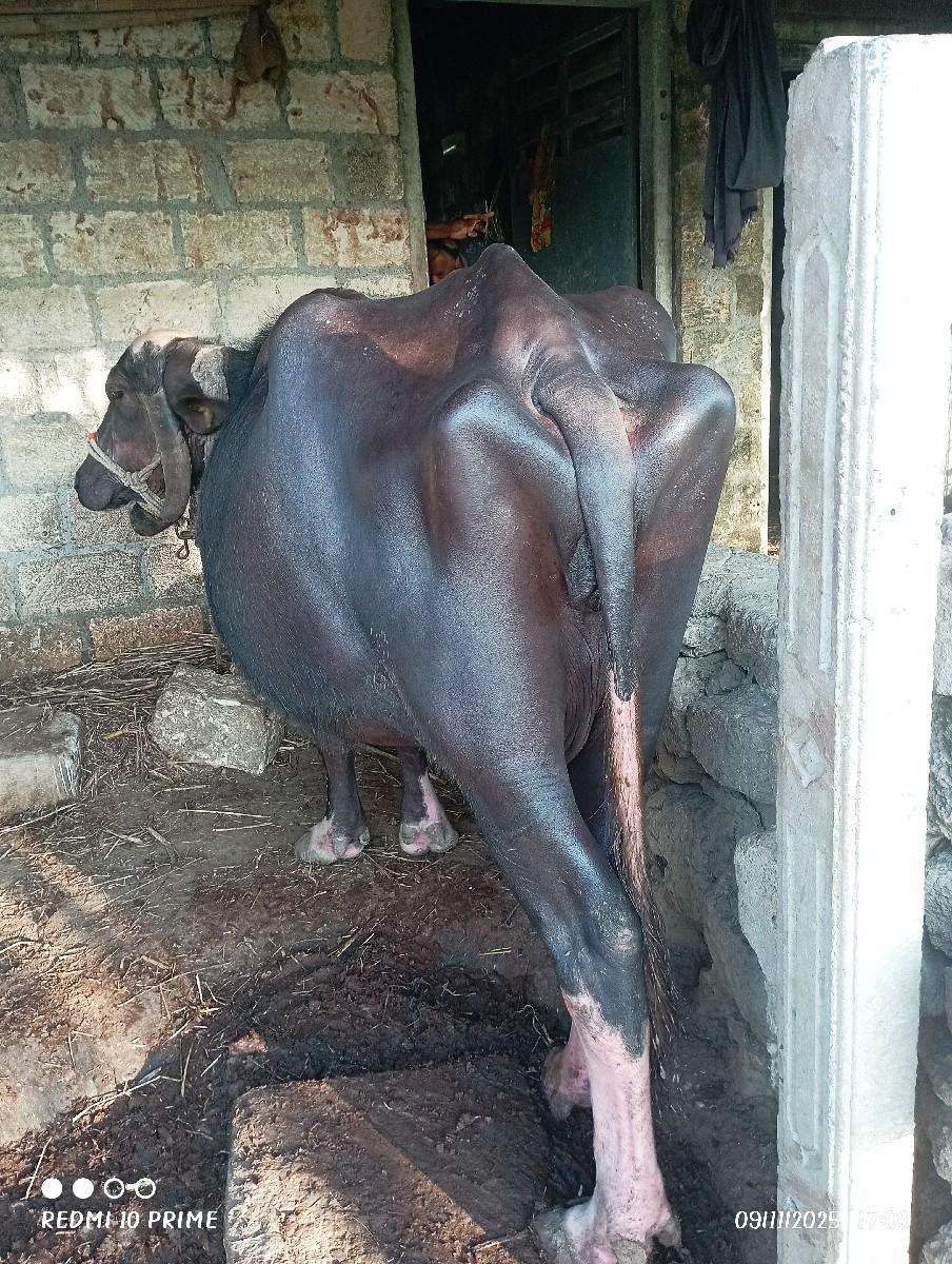 થંબનેલ 2