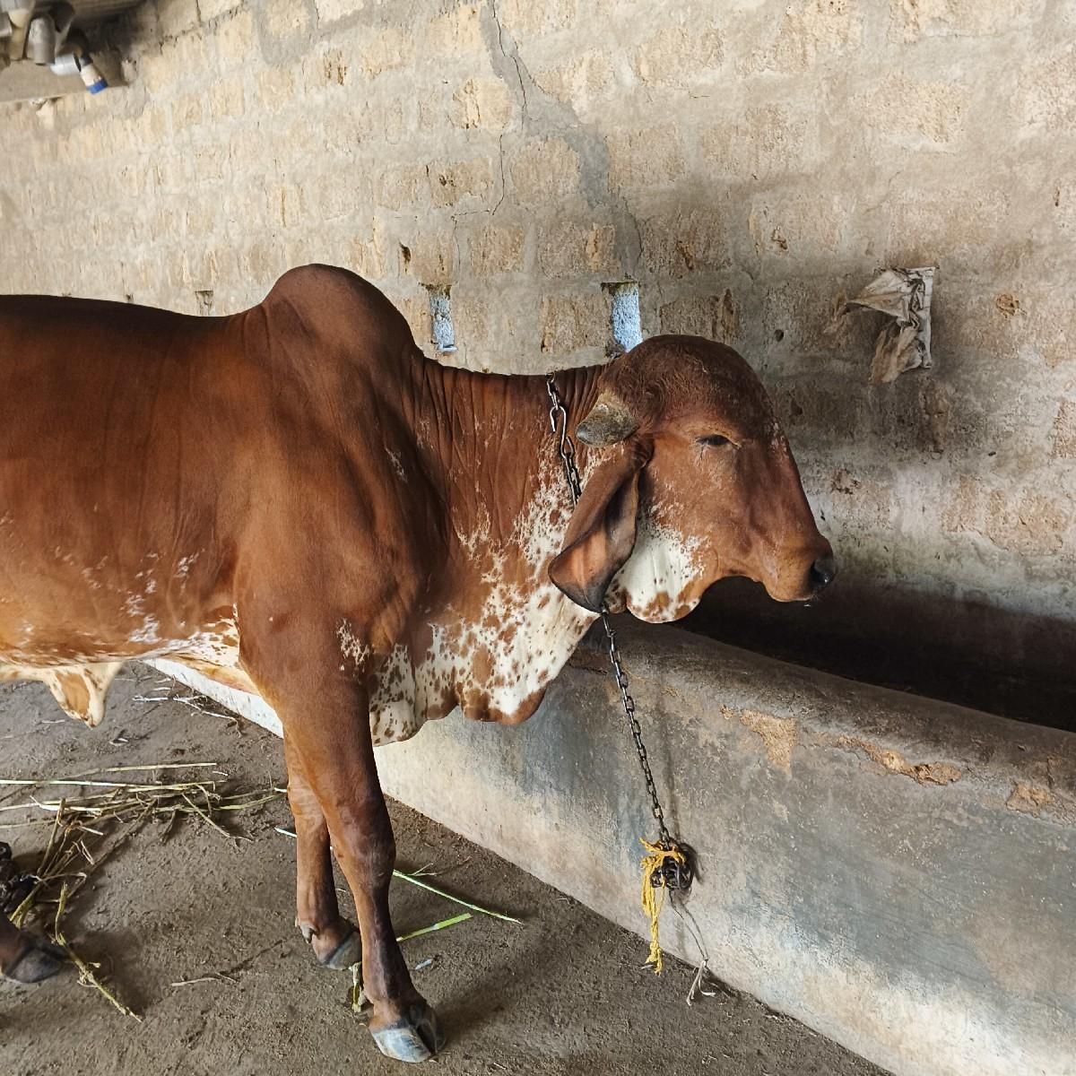 થંબનેલ 3