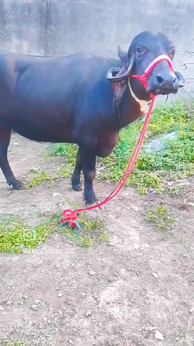 વેંચવા ની છે