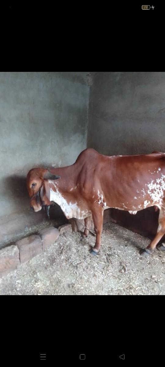 થંબનેલ 2