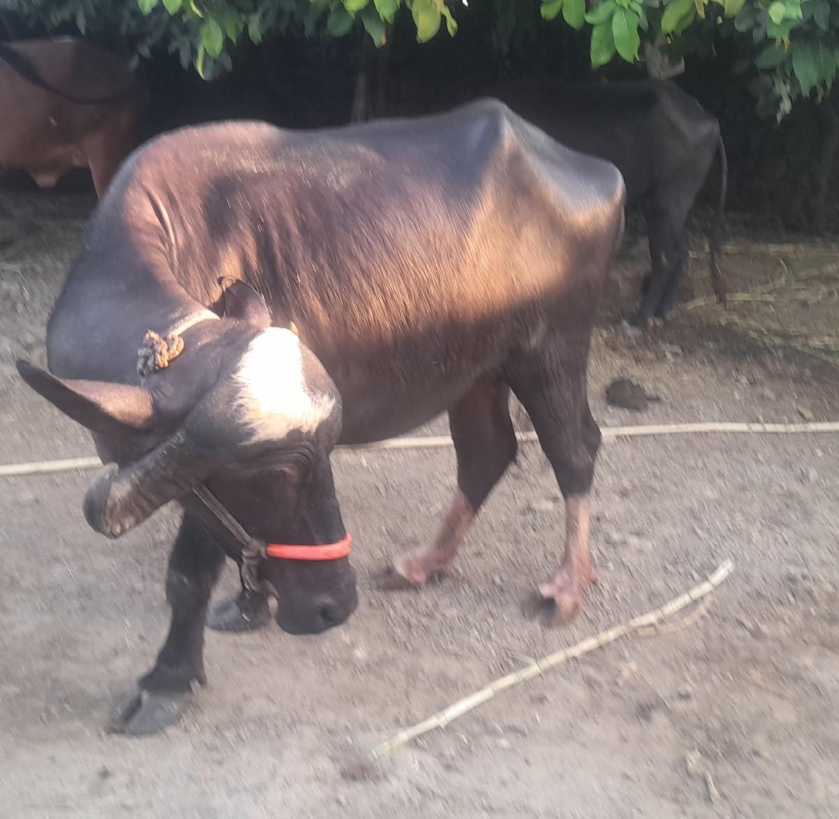 થંબનેલ 2