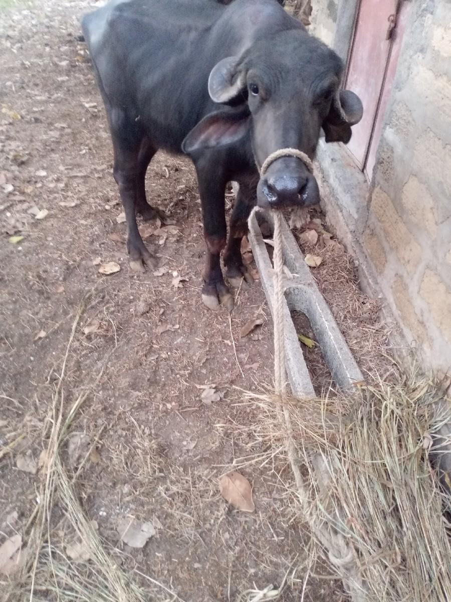 ખડેલી વેચવાની છે