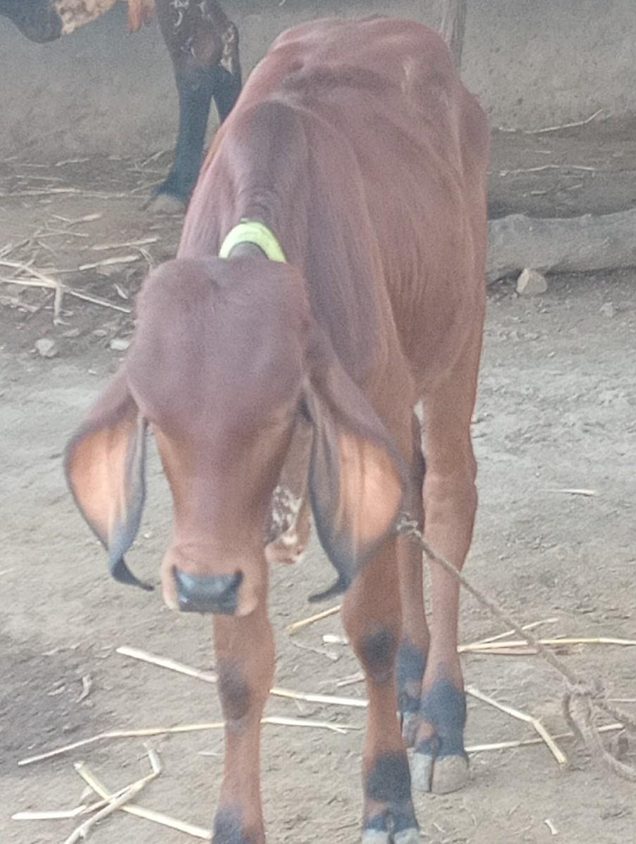 આ વાંસલડી વેસવાનીછે