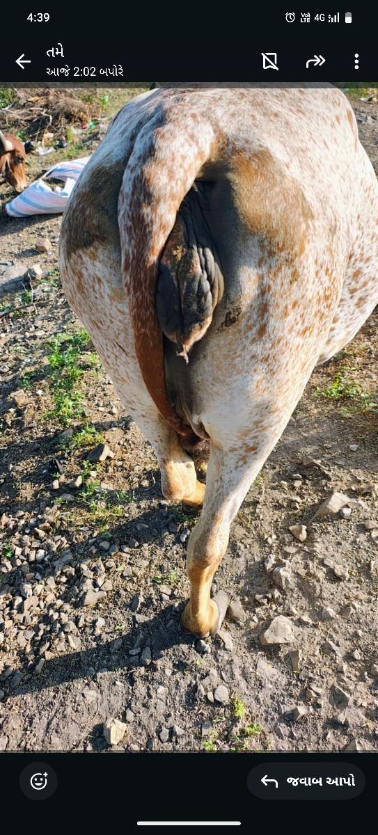 અદબેરી ગા