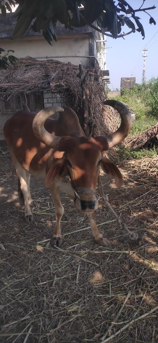 બળદ વેચવાના છે ૪ ધર