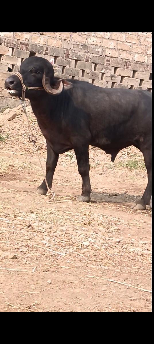 થંબનેલ 3