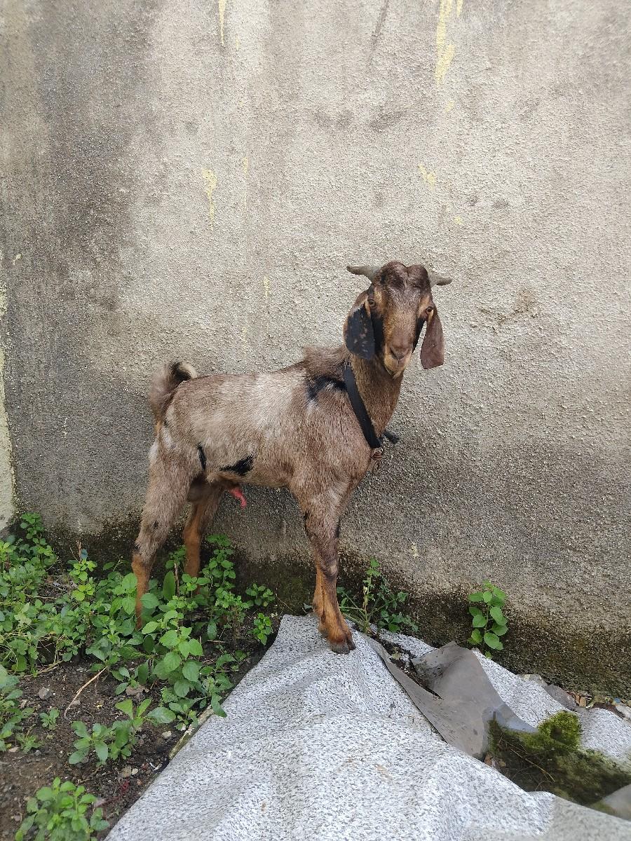 1 બકરો અને 2 બકરી વેચવા ના છે