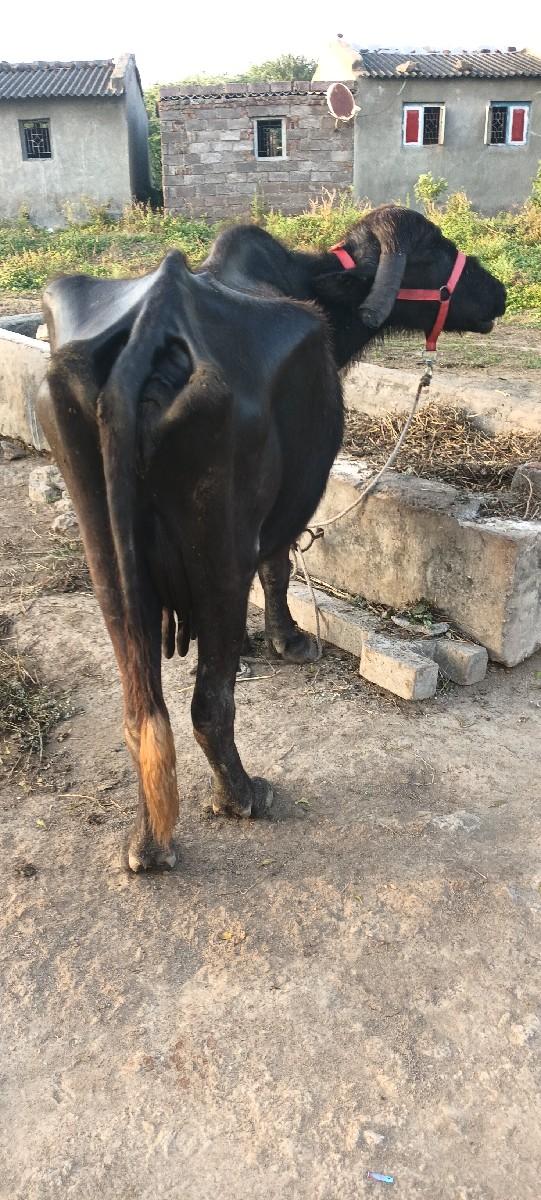 ભેંસ વેચવાની છે અઢી ત્રણ લીટર દૂધ