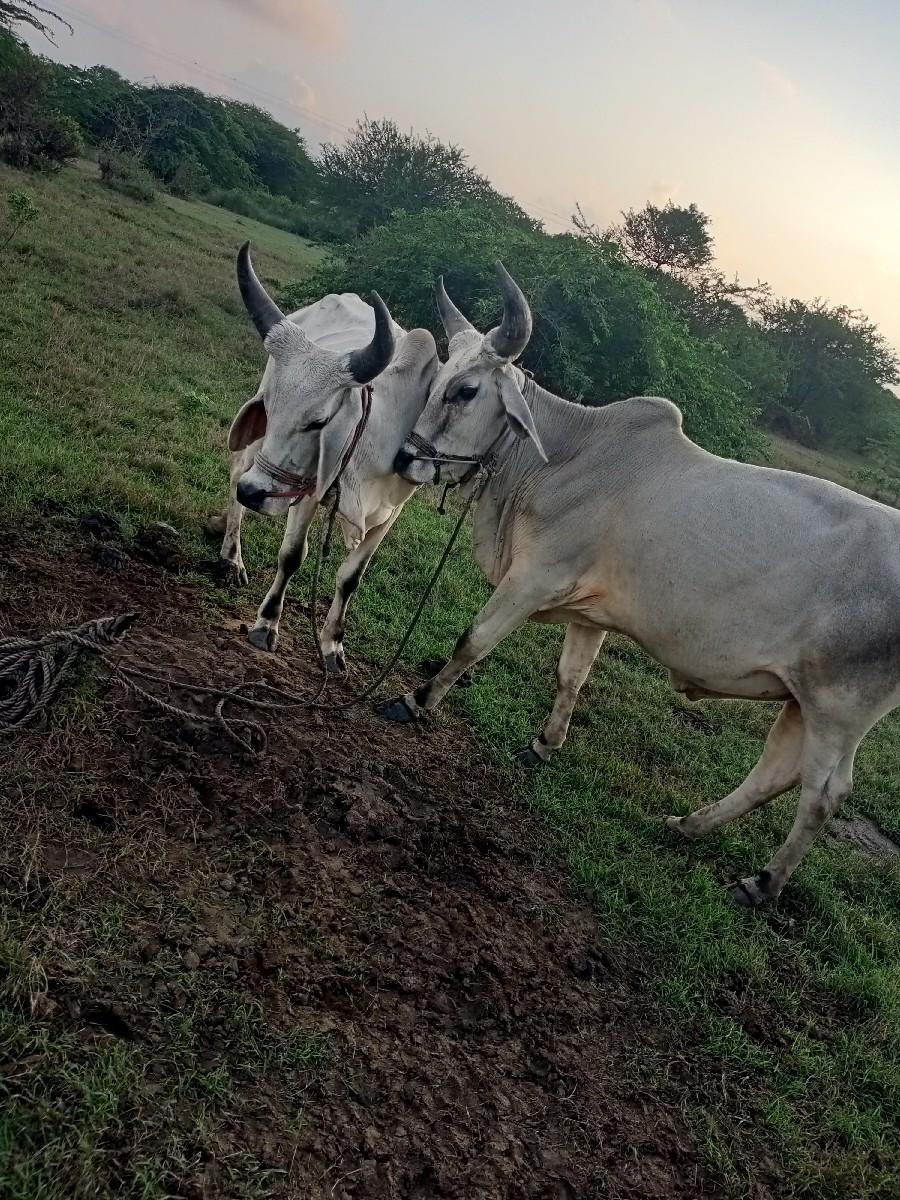 થંબનેલ 2