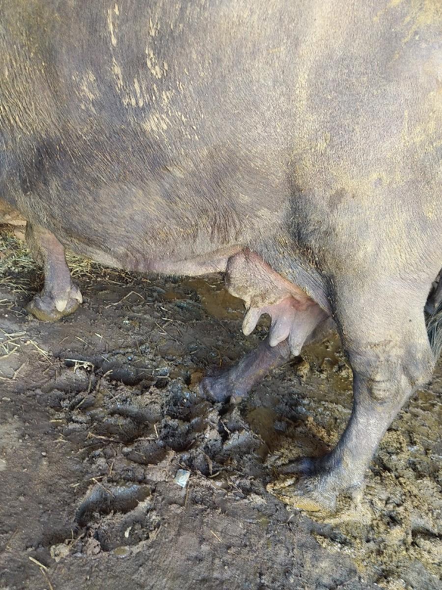 ભેંસ વેચવાની છે Harpal Darbar