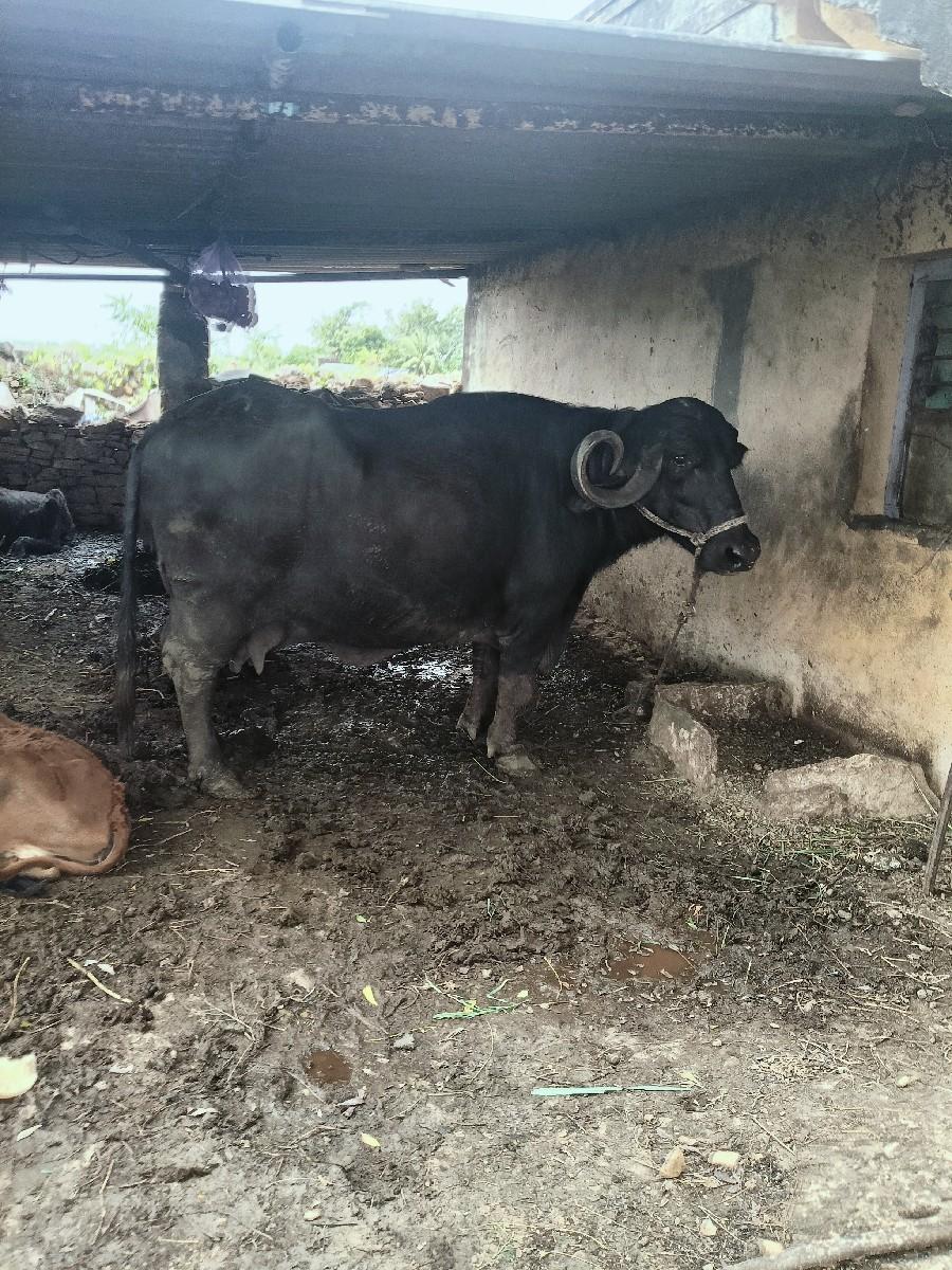 થંબનેલ 2