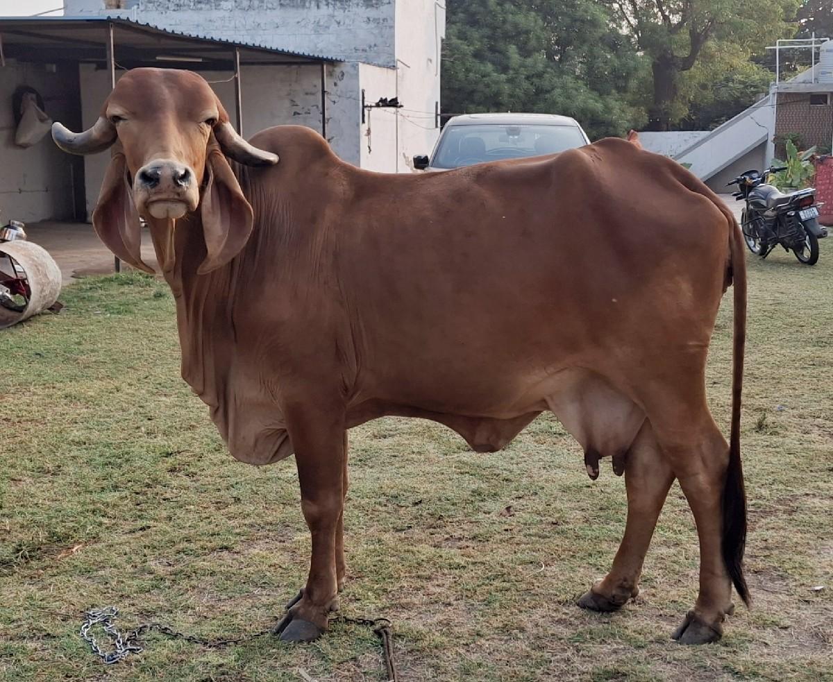 ગાય વેચવાની છે