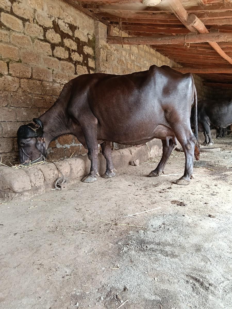 વેચવાનું છે 3 વેતર