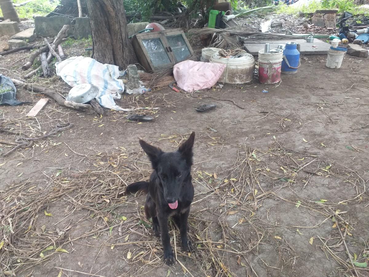 jarman female 6 month