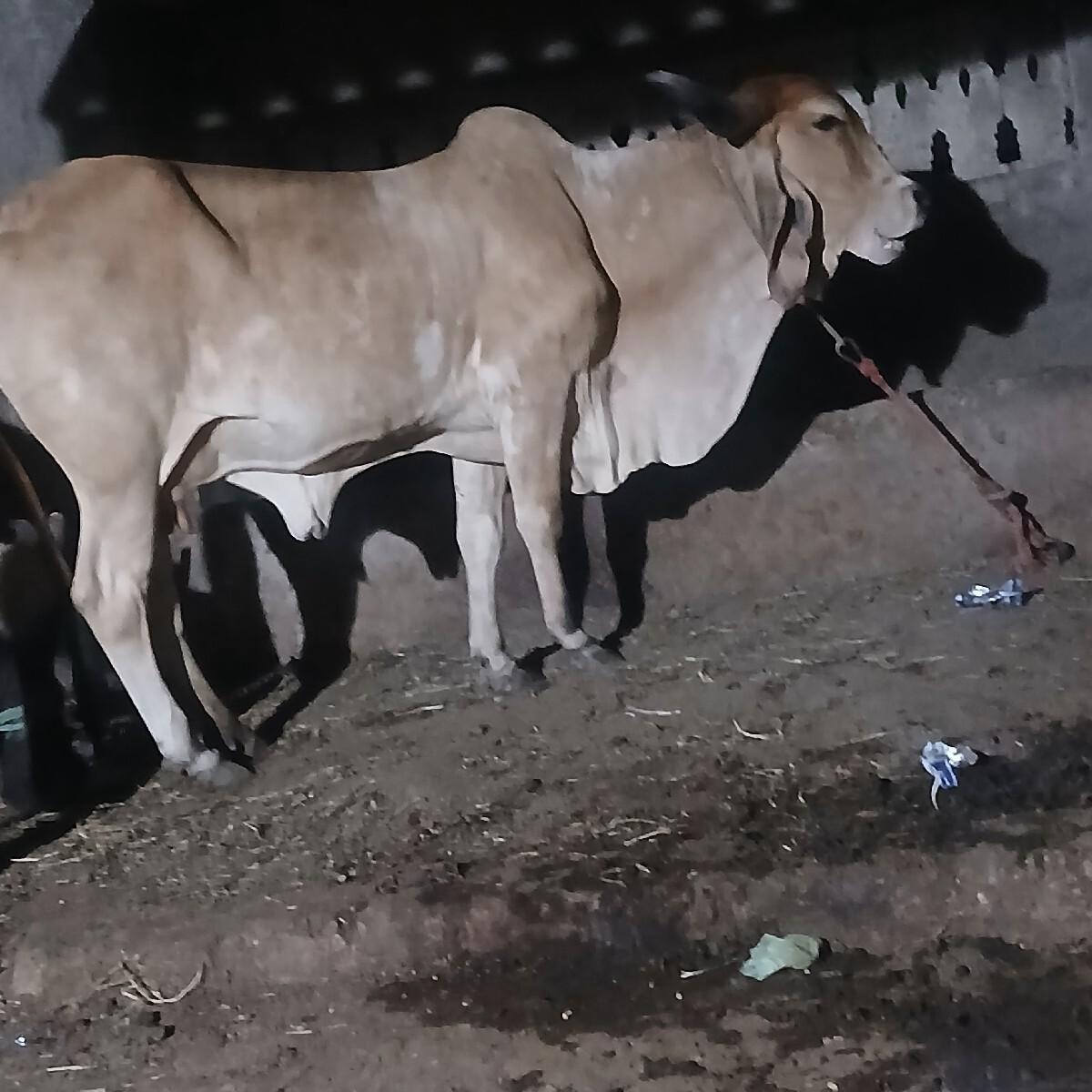 થંબનેલ 3