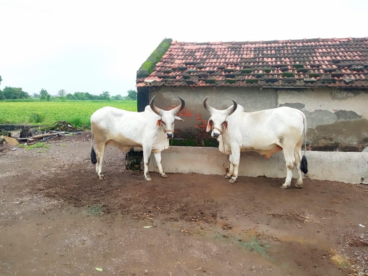 થંબનેલ 2