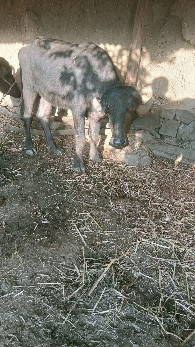 થંબનેલ 2