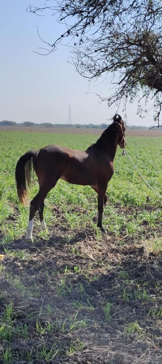 થંબનેલ 3