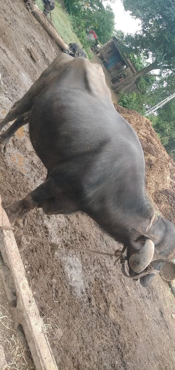 થંબનેલ 2