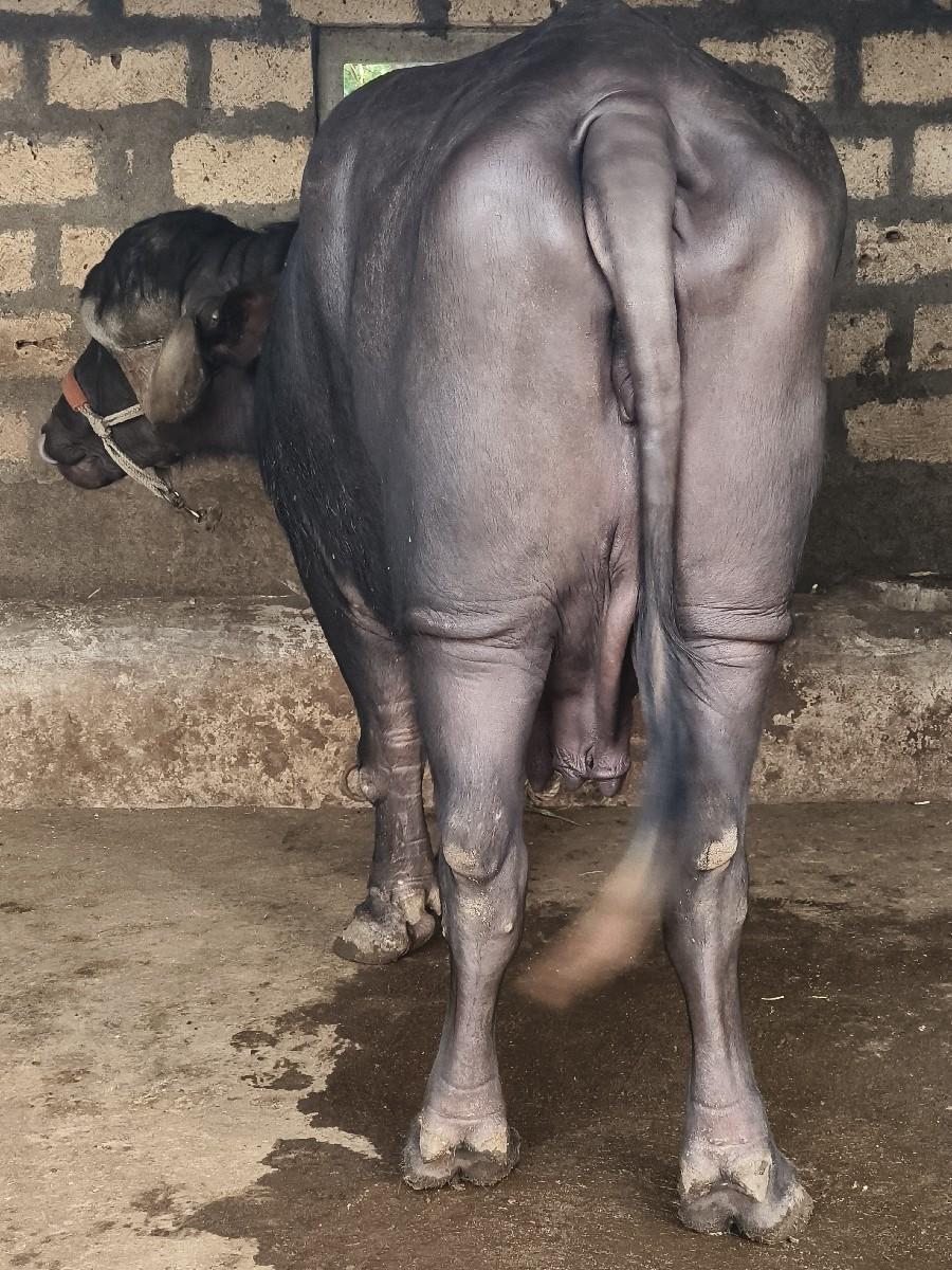 થંબનેલ 3