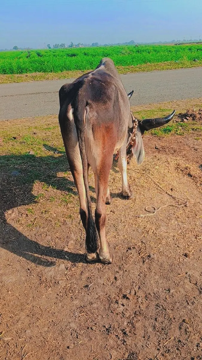 થંબનેલ 2