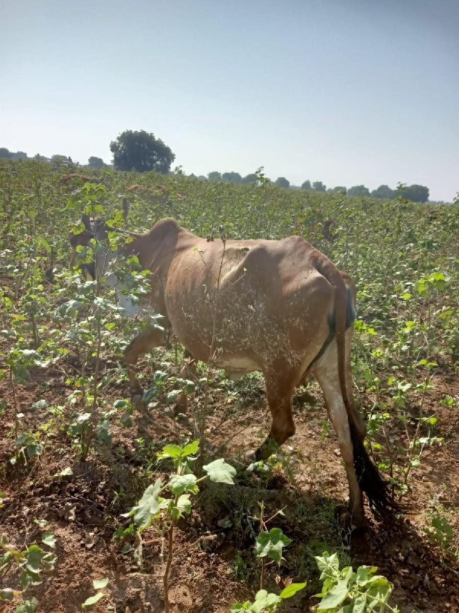 કાબરી ગાય