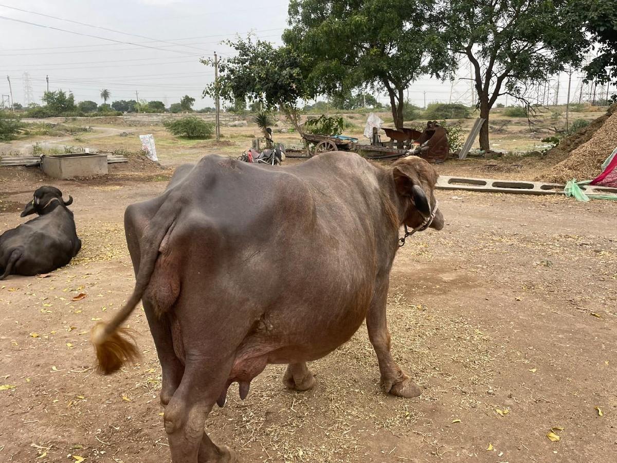 થંબનેલ 3