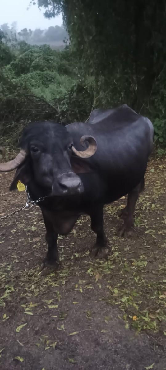 થંબનેલ 2