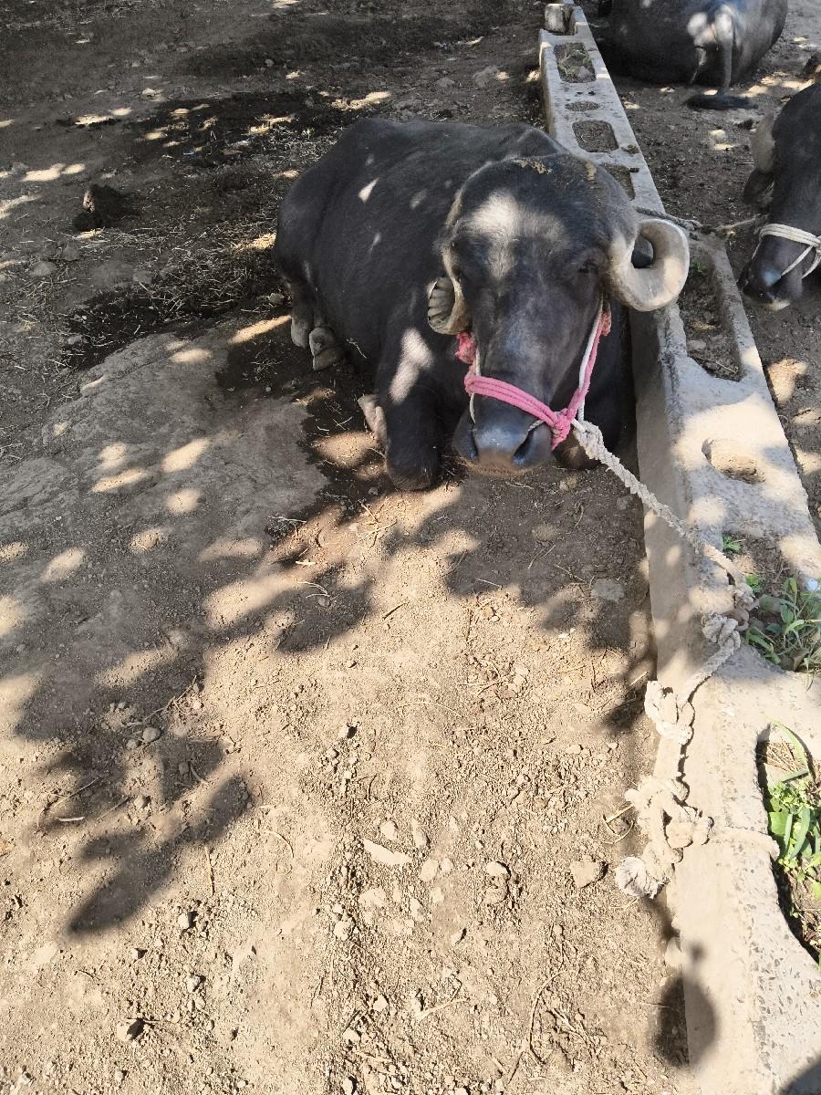 થંબનેલ 3