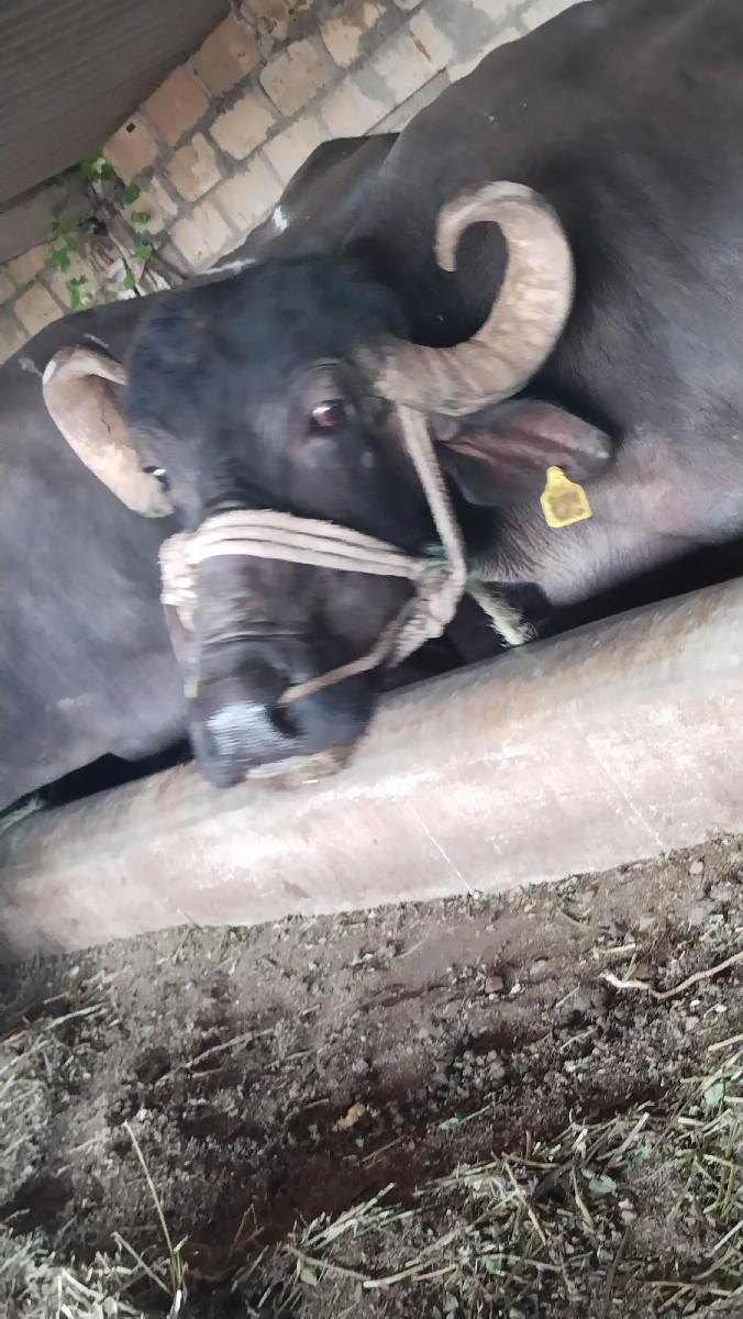 ભેંસ વેચવાની છે