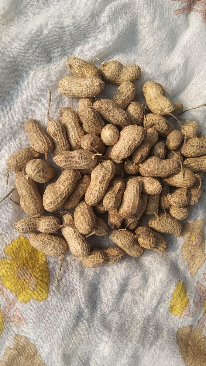 22 નંબર મગફડી વેચવાની છે